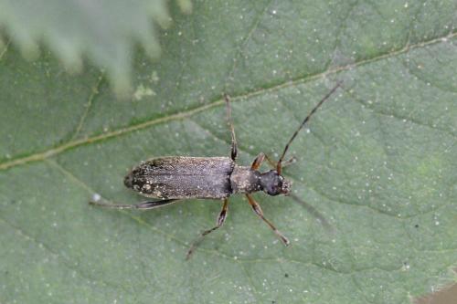 Réf. 102 891 : Grammoptera ruficornis