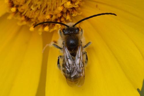 Réf. 102 889 : Eucera sp.