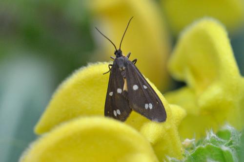 Dysauxes punctata