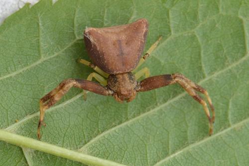 Réf. 102 697 : Pistius truncatus
