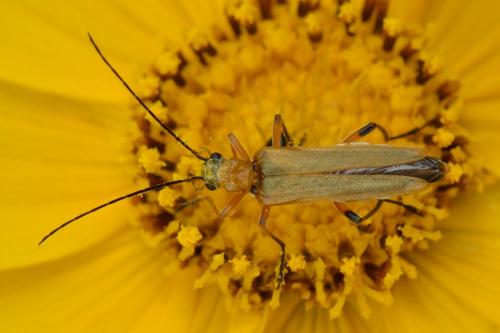Réf. 102 963 : Oedemera podagrariae