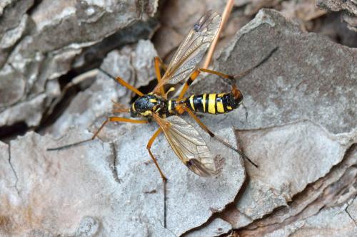 Ctenophora elegans