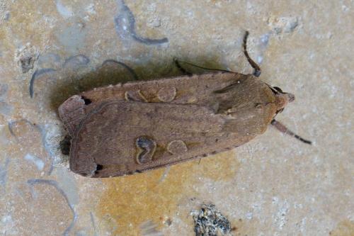 Noctua pronuba