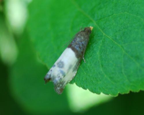 Notocelia cynosbatella