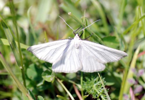 Réf. 102 432 : Siona lineata
