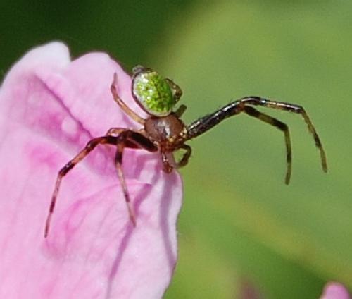 Ebrechtella tricuspidata