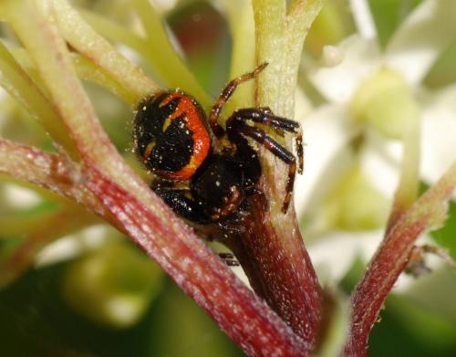 Synema globosum
