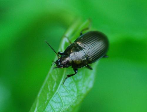 Amara sp.