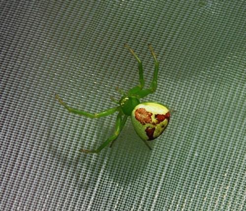 Réf. 102 609 : Ebrechtella tricuspidata
