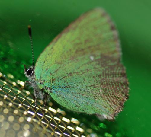 Callophrys rubi