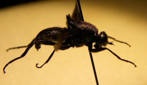 Clitellaria ephippium