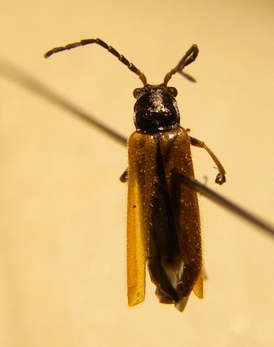 Rhagonycha nigriventris