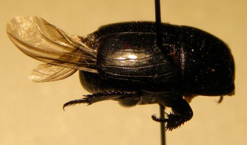 Hister quadrimaculatus