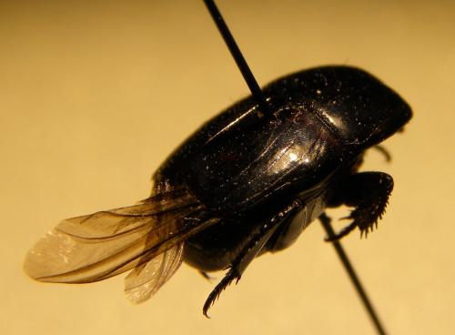 Hister quadrimaculatus