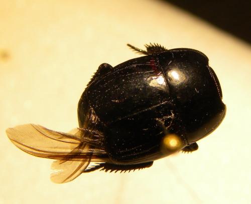 Hister quadrimaculatus