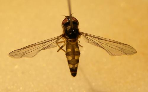 Meliscaeva auricollis