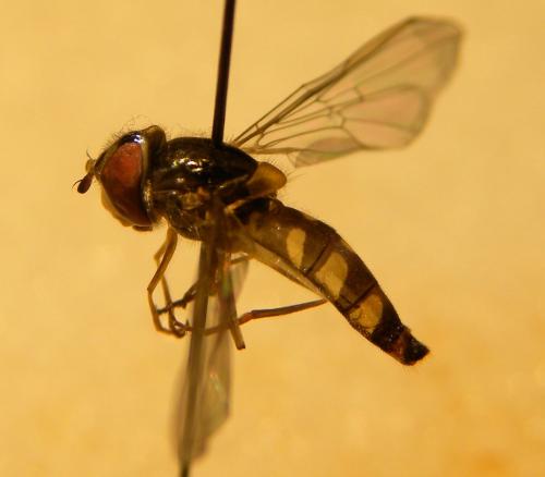 Meliscaeva auricollis