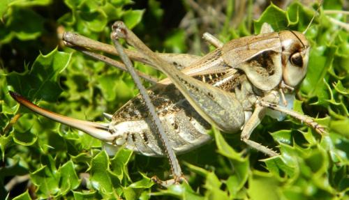 Réf. 102 933 : Decticus verrucivorus