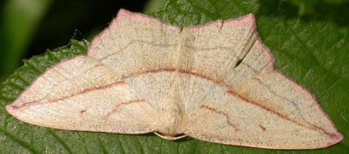 Réf. 102 087 : Timandra comae