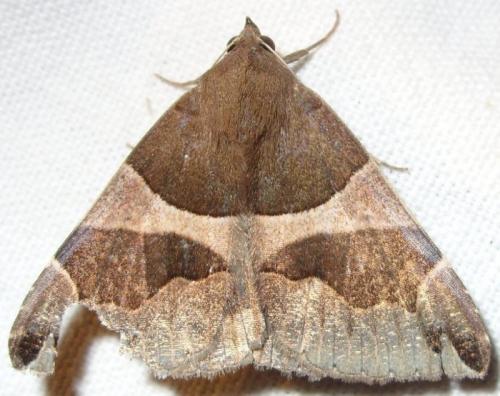 Réf. 102 572 : Dysgonia algira