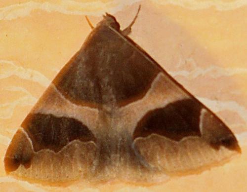 Réf. 102 573 : Dysgonia algira