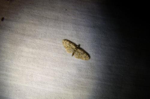 Eupithecia sp.