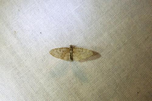 Réf. 102 516 : Eupithecia sp.