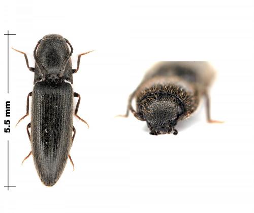 Idolus picipennis