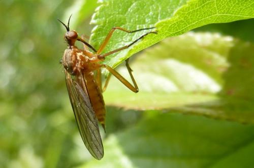 Réf. 102 081 : Empis sp.