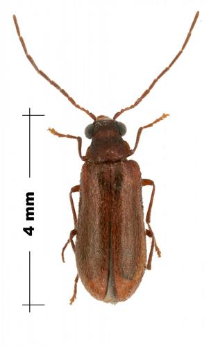 Ernobius abietinus