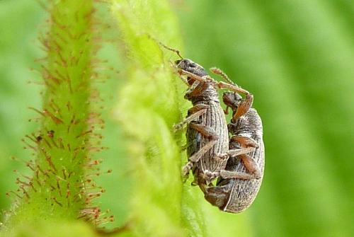 Réf. 102 078 : Polydrusus marginatus