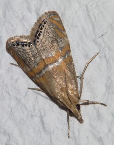 Euchromius bella