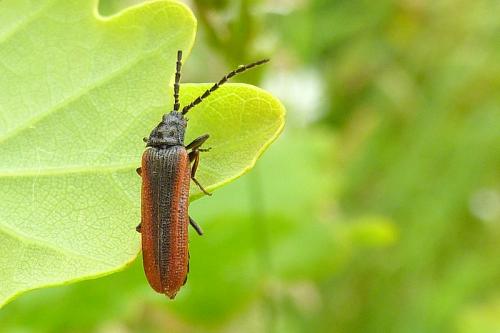 Omalisus fontisbellaquei