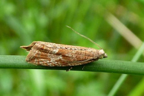 Bactra furfurana
