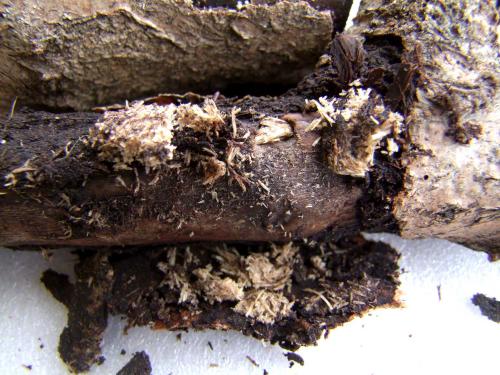 Aegomorphus clavipes