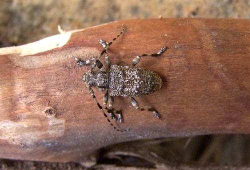 Réf. 102 040 : Aegomorphus clavipes