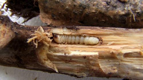 Aegomorphus clavipes
