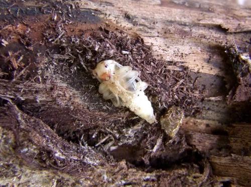 Réf. 102 017 : Aegomorphus clavipes
