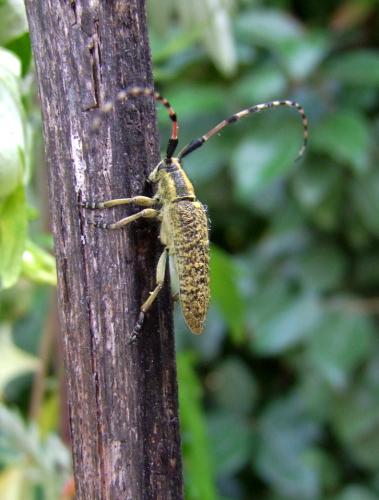 Réf. 102 558 : Agapanthia sicula malmerendii