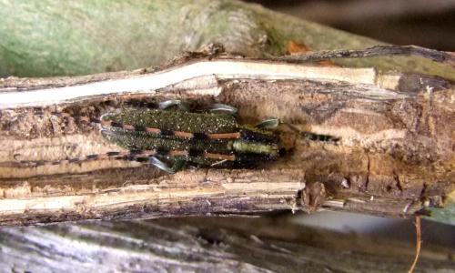 Réf. 102 490 : Agapanthia sicula malmerendii