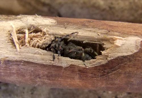 Réf. 102 020 : Aegomorphus clavipes