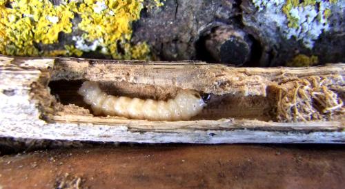Réf. 102 482 : Agapanthia sicula malmerendii