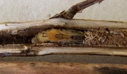 Réf. 102 485 : Agapanthia sicula malmerendii