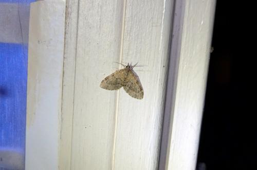 Acasis viretata