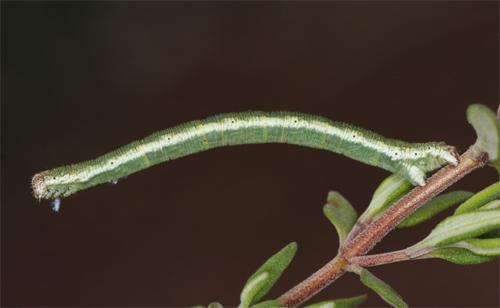 Lithostege sp.
