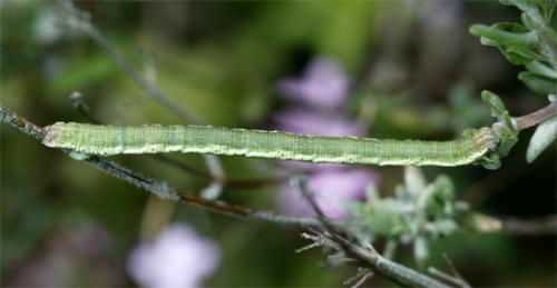 Lithostege sp.