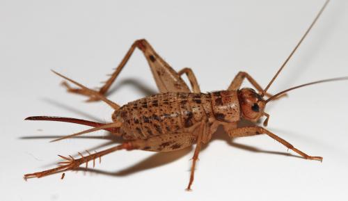 Gryllomorpha dalmatina dalmatina