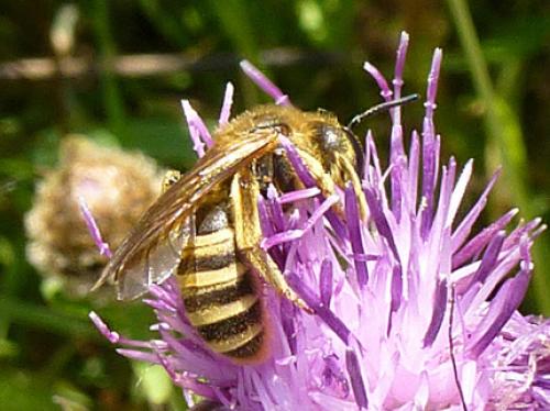 Halictus scabiosae