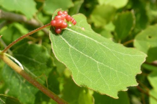 Harmandiola globuli