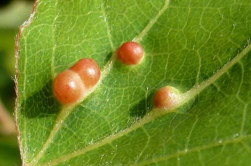 Harmandiola globuli